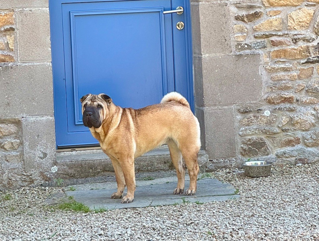 CH. terracota pei She works hard for the money