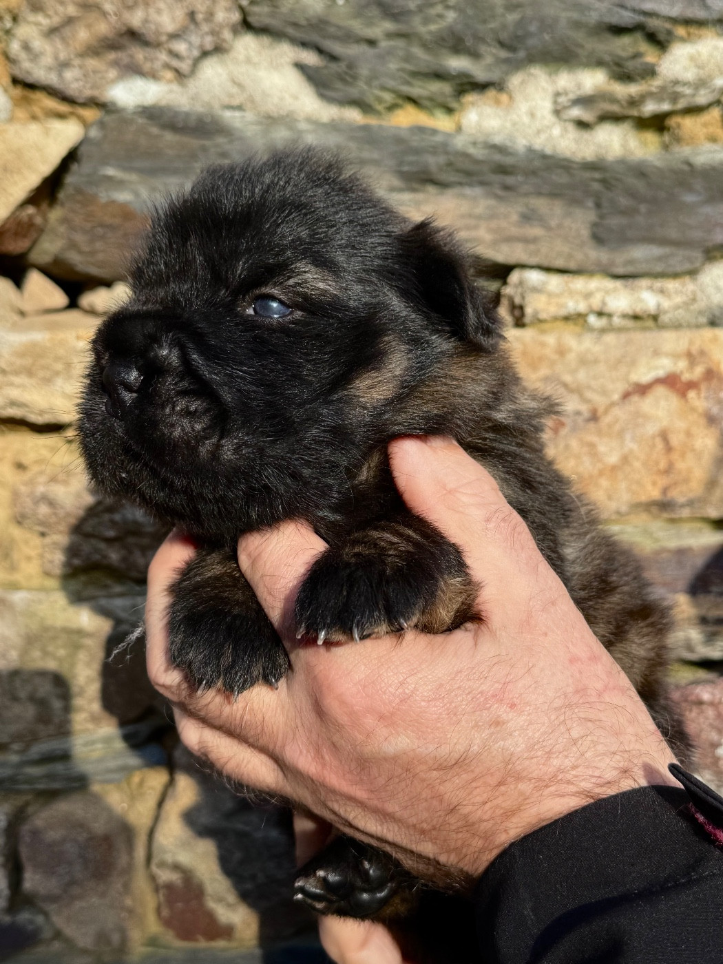 Shuang-xi - Chiots disponibles - Shar Pei