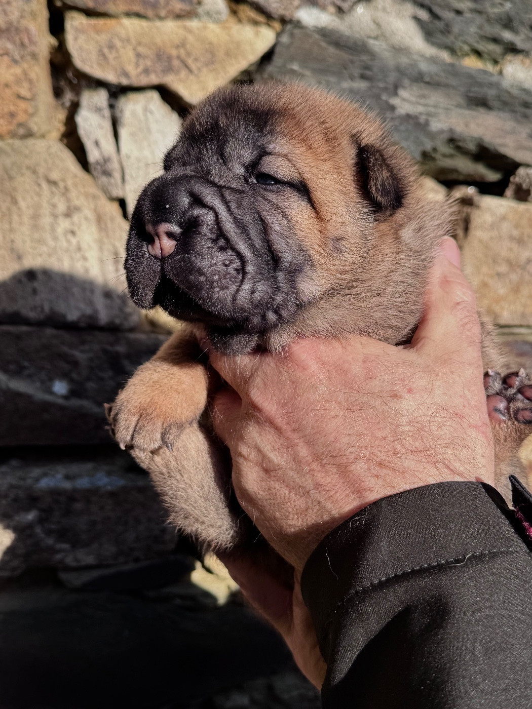 Shuang-xi - Chiots disponibles - Shar Pei