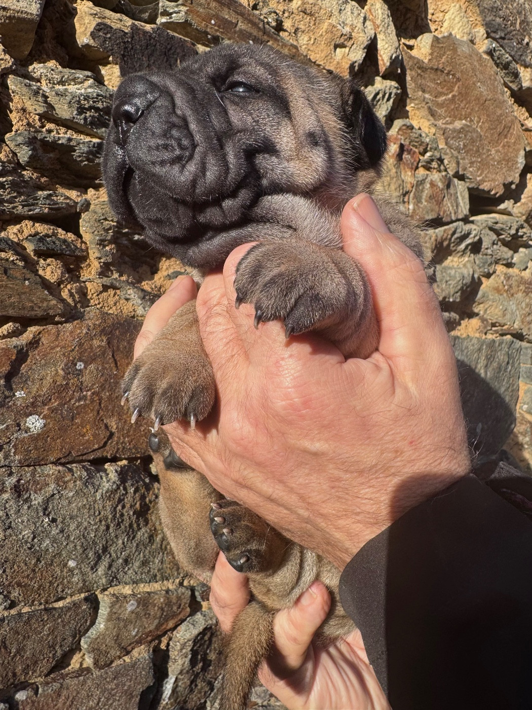 Shuang-xi - Chiots disponibles - Shar Pei