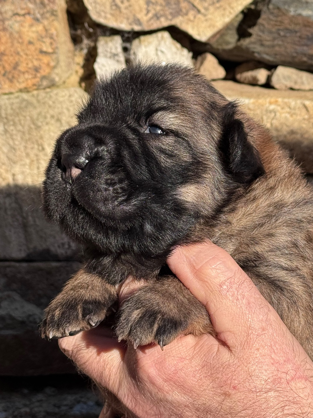 Shuang-xi - Chiots disponibles - Shar Pei