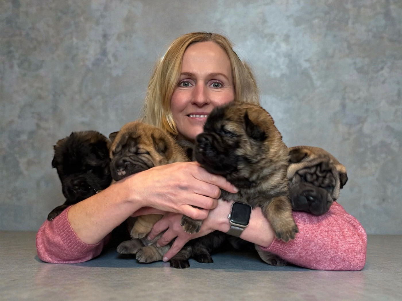 Shuang-xi - Shar Pei - Portée née le 20/11/2025