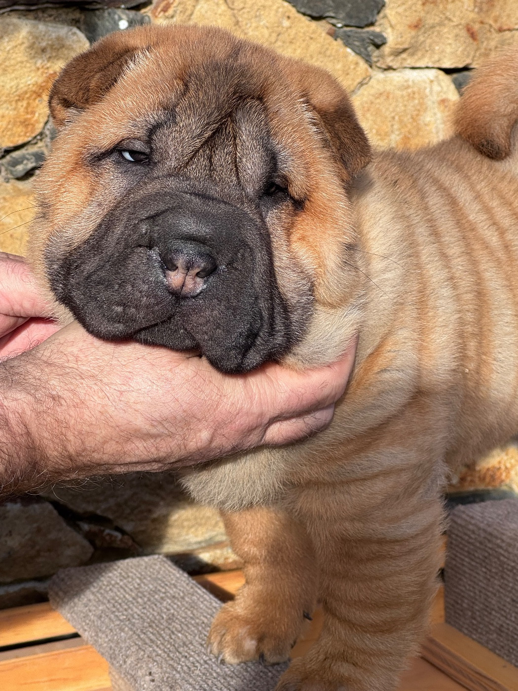 Shuang-xi - Chiots disponibles - Shar Pei
