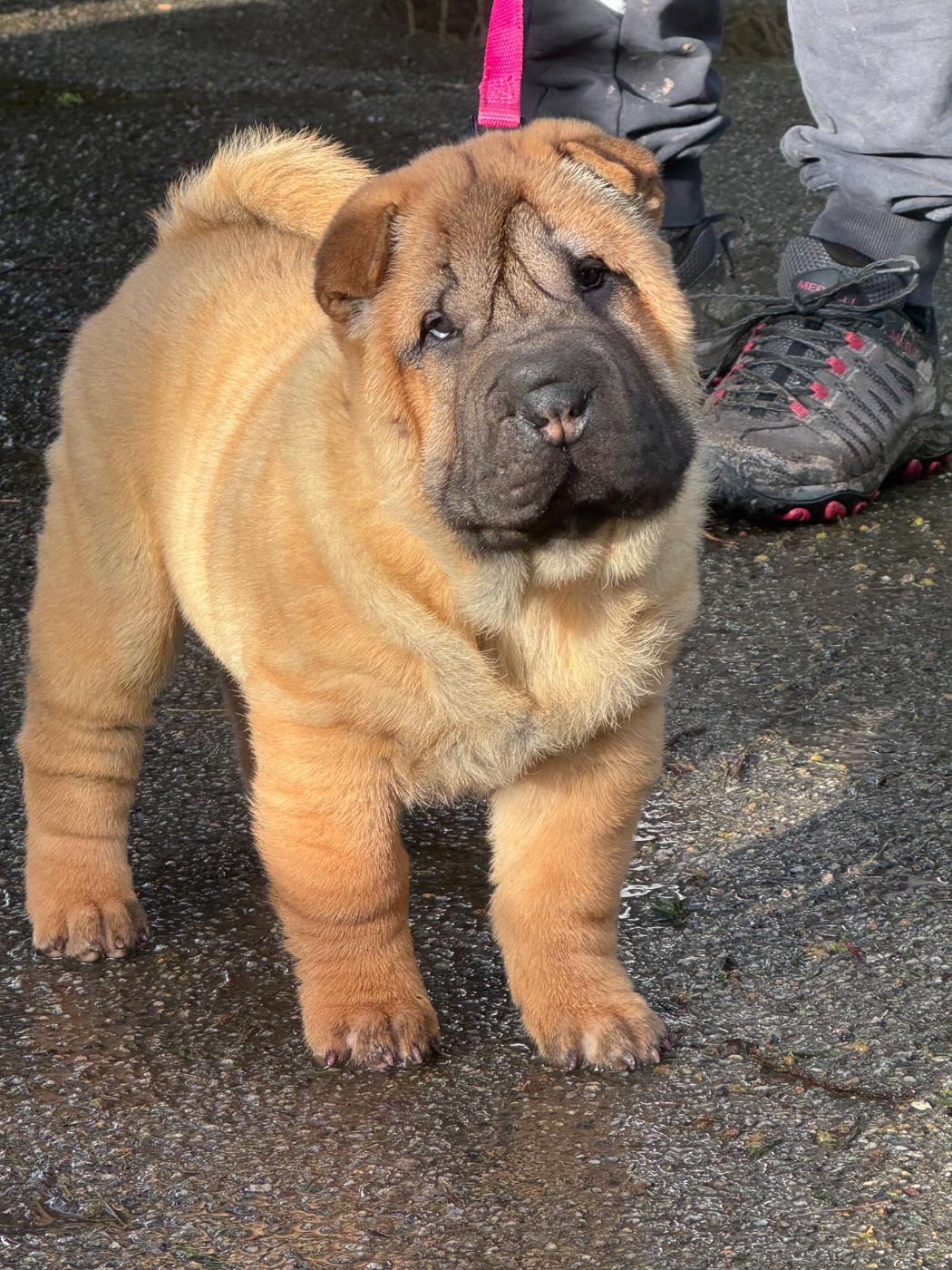 Shuang-xi - Chiots disponibles - Shar Pei