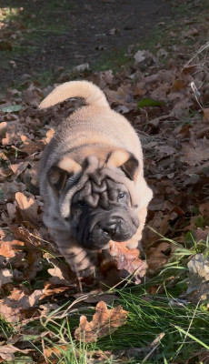 Shuang-Xi Astre D Or